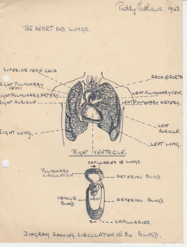 Pencil drawing of heart and lungs. Labelled. Drawn by Paddy Matthews in 1943.